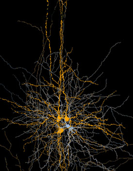 תא עצב מעכב (תכלת) ליד שלושה תאי עצב רגילים במוח